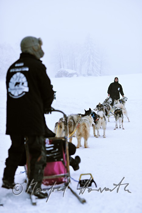 hitching up the huskys