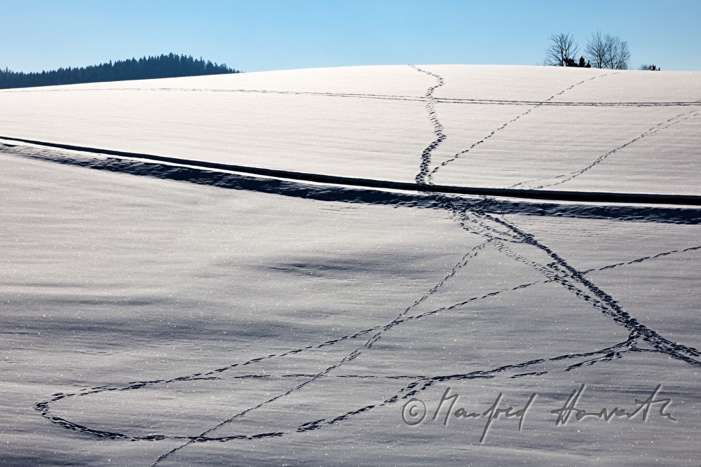 tracks in the snow in a pad