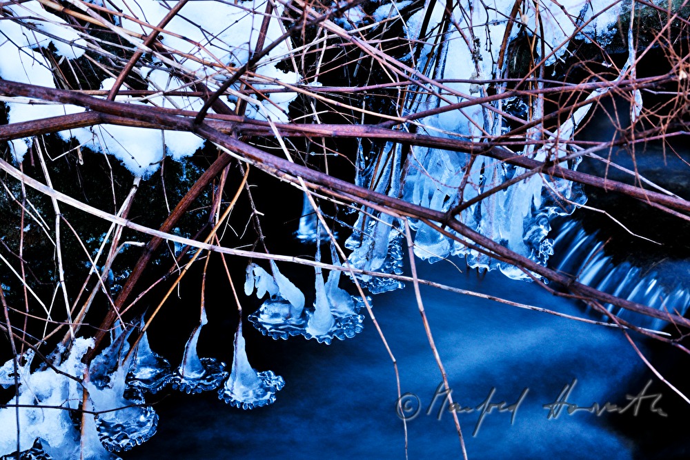 frozen branches hanging into the river