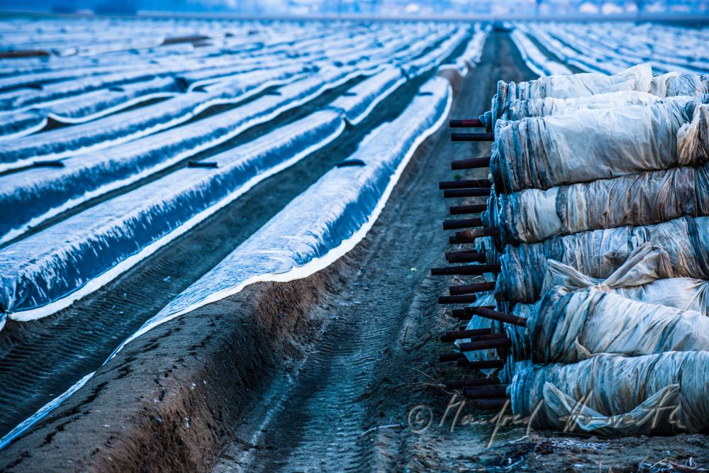 asparagus field with covering sheet and hoarfrost