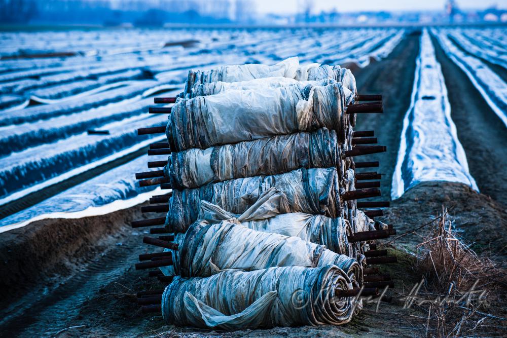 asparagus field with covering sheet and hoarfrost