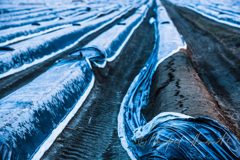 asparagus field with covering sheet and hoarfrost