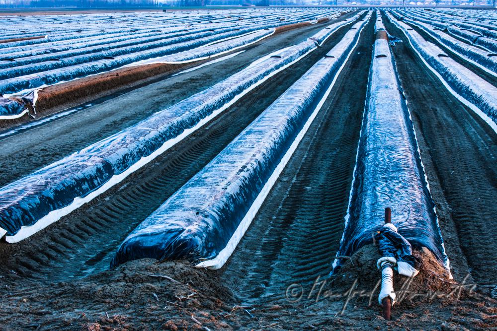 asparagus field with covering sheet and hoarfrost