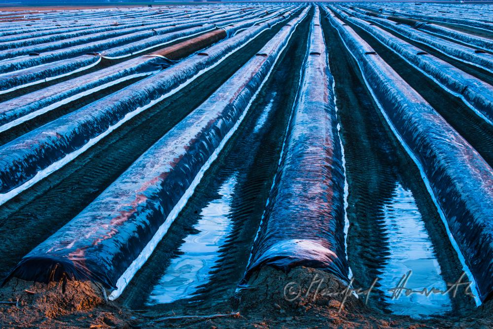 asparagus field with covering sheet and hoarfrost