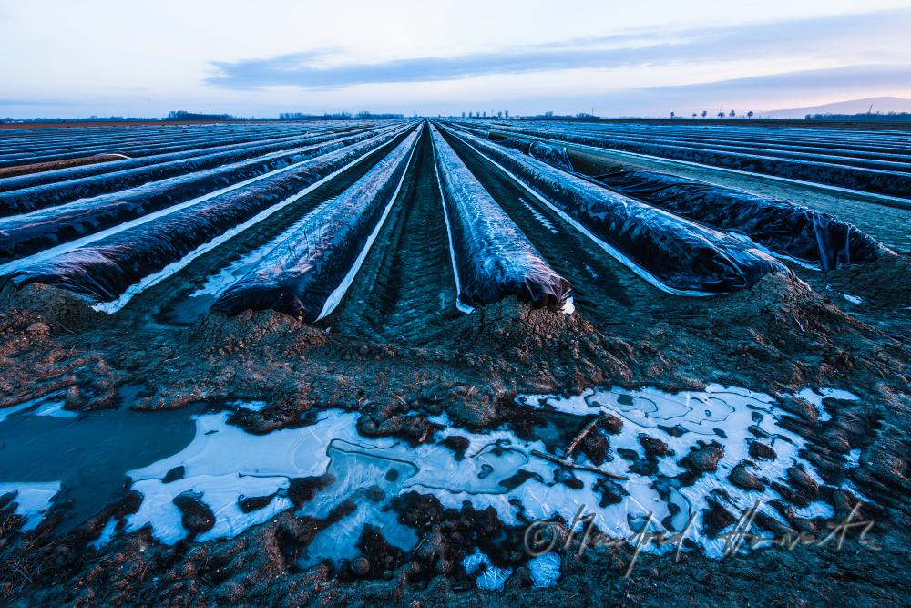 asparagus field with covering sheet and hoarfrost