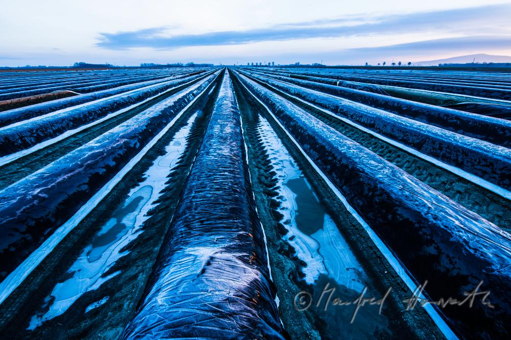 asparagus field with covering sheet and hoarfrost