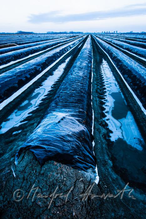 asparagus field with covering sheet and hoarfrost