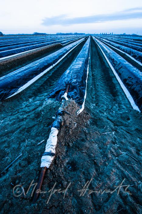 asparagus field with covering sheet and hoarfrost