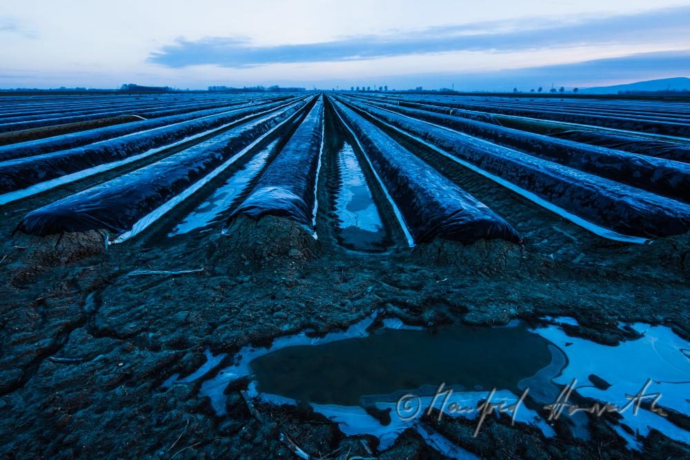 asparagus field with covering sheet and hoarfrost