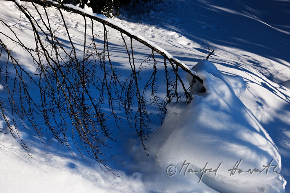 tree bend from the snow masses