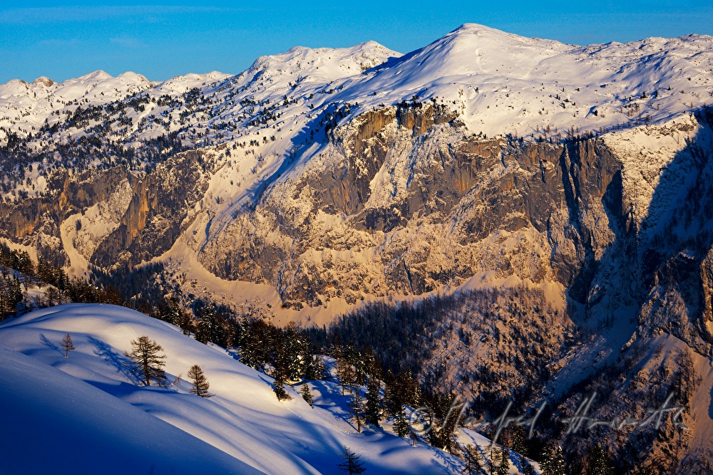 two larches on a mountain ridge