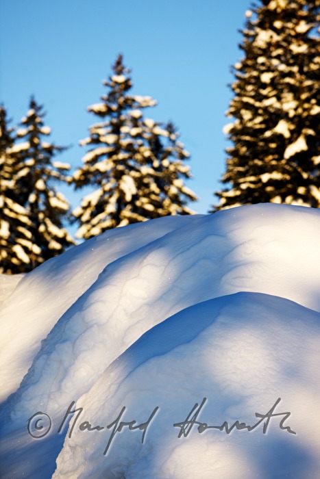 snowed under fir with approx. 3 meters of snow