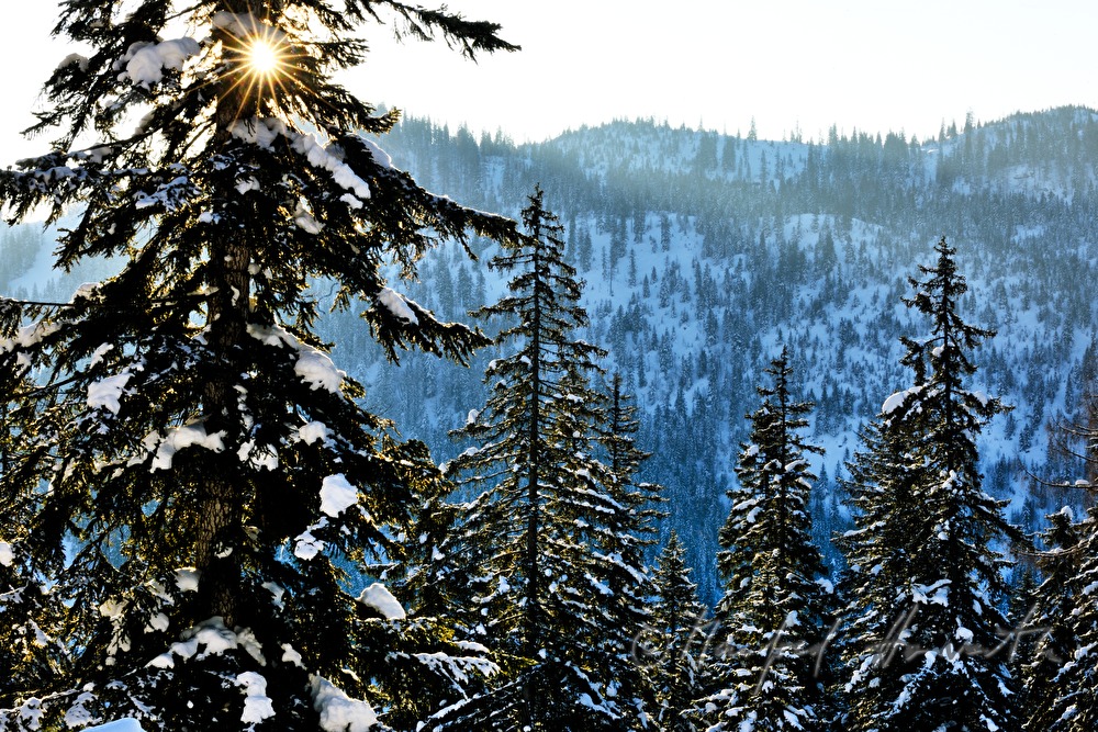 snowed under fir with approx. 3 meters of snow