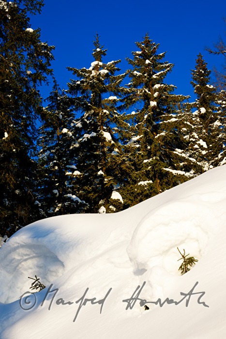 snowed under fir with approx. 3 meters of snow