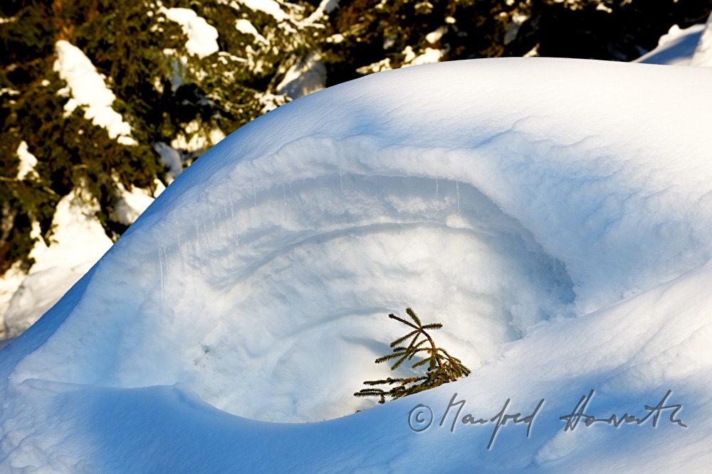 snowed under fir with approx. 3 meters of snow
