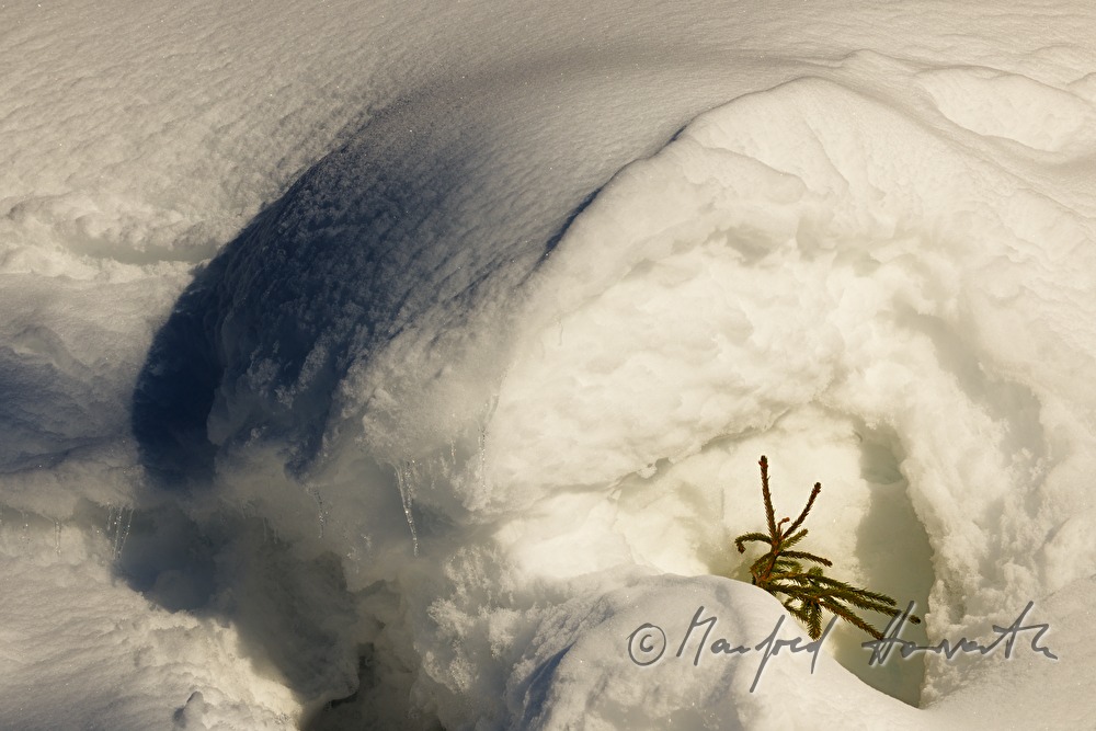 snowed under fir with approx. 3 meters of snow