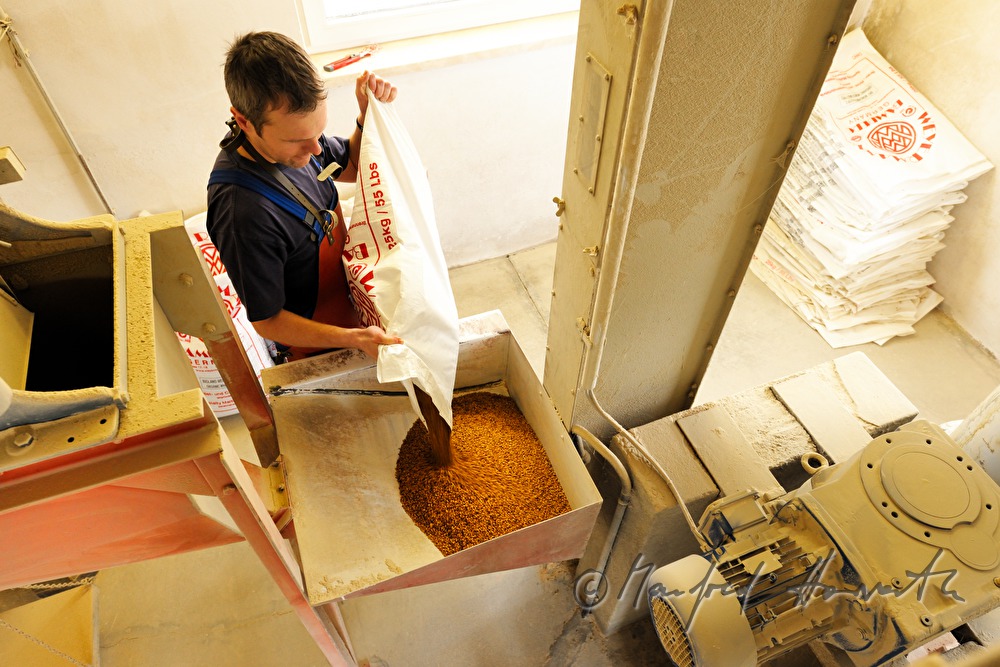 filling roasted malt into the grinder