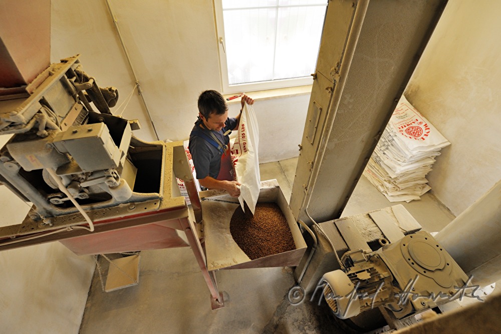 filling roasted malt into the grinder