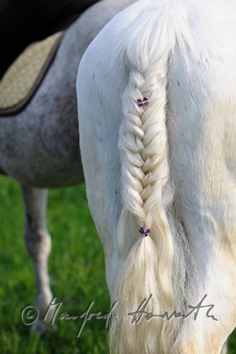 wattled horse tail at the horse pilgrimage