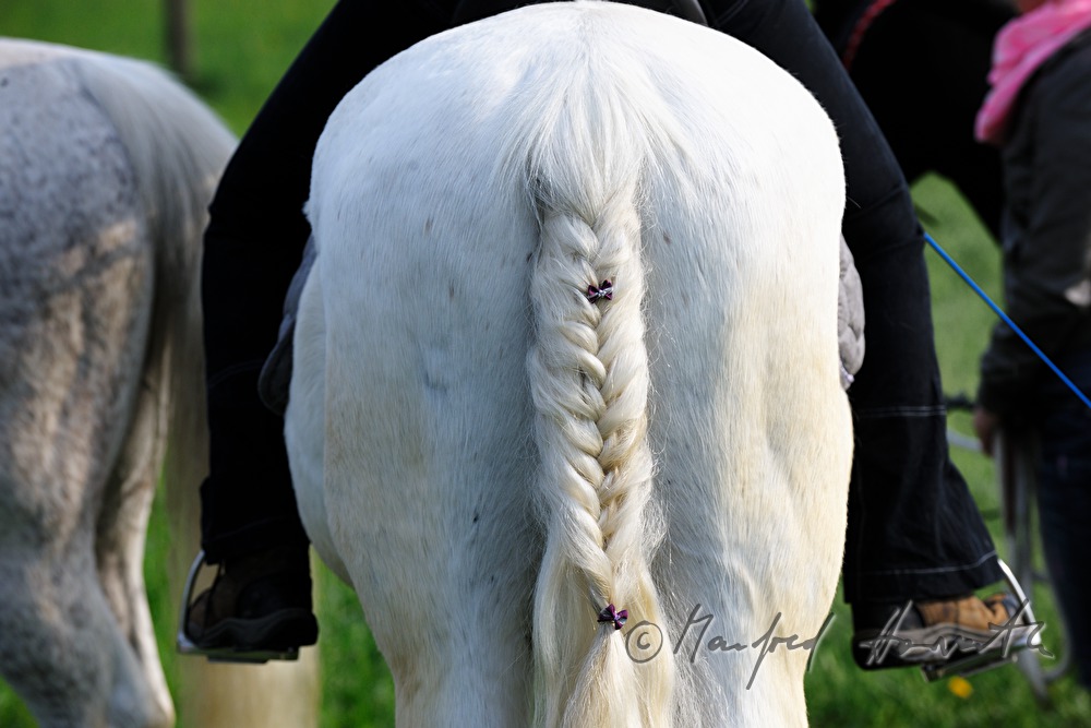 wattled horse tail at the horse pilgrimage