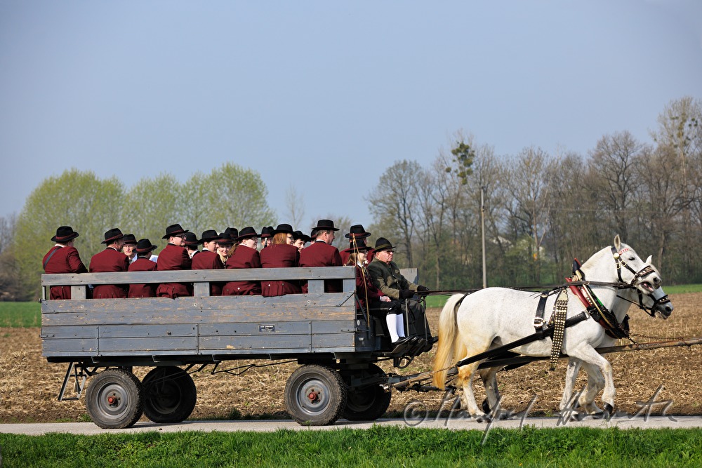 horse cab with musicians at the horse pilgrimage