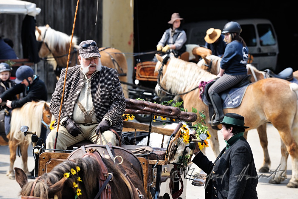 horse cab at the horse pilgrimage