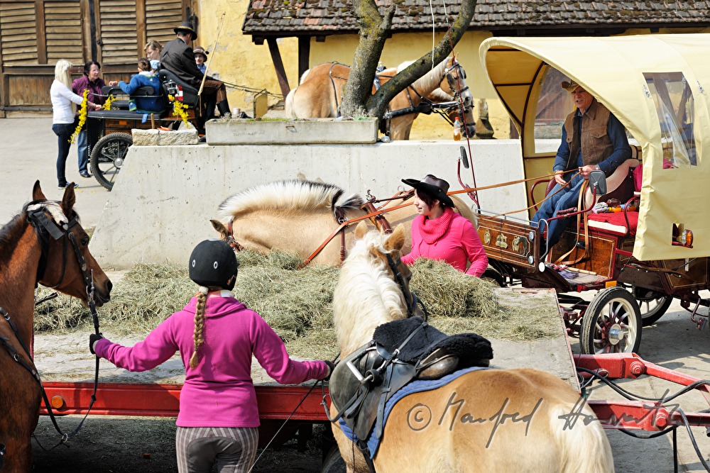 feeding the horses after the horse pilgrimage