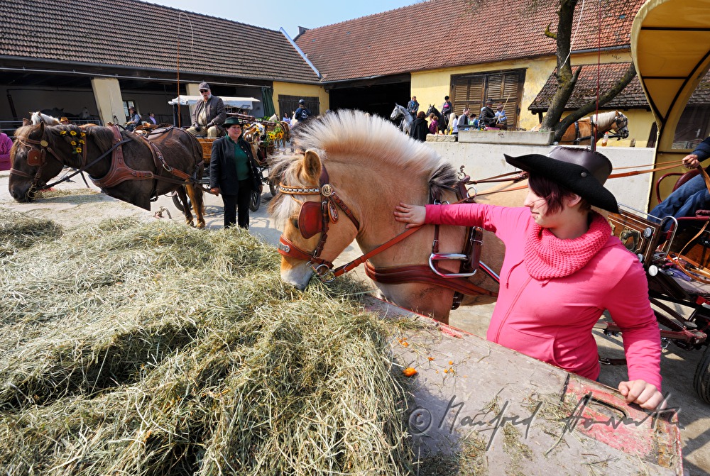 feeding the horses after the horse pilgrimage