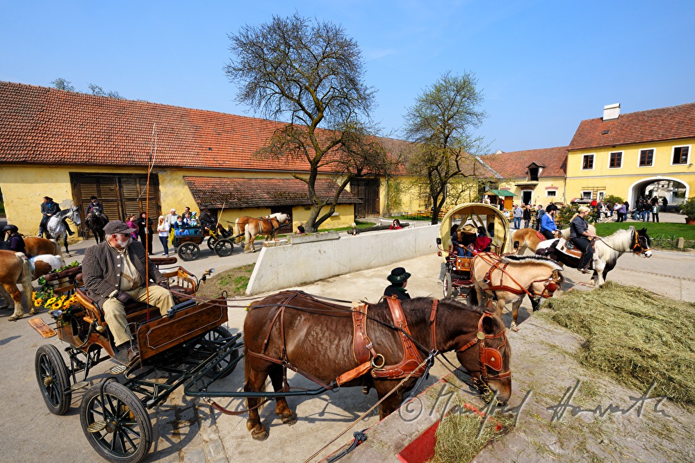 horse cab at the horse pilgrimage