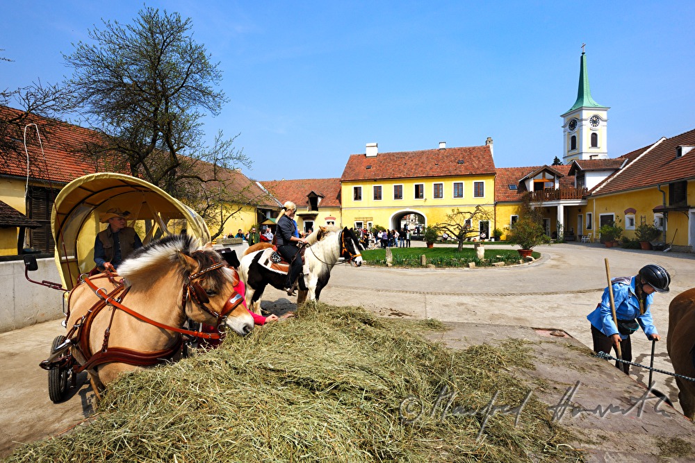 horse cab at the horse pilgrimage