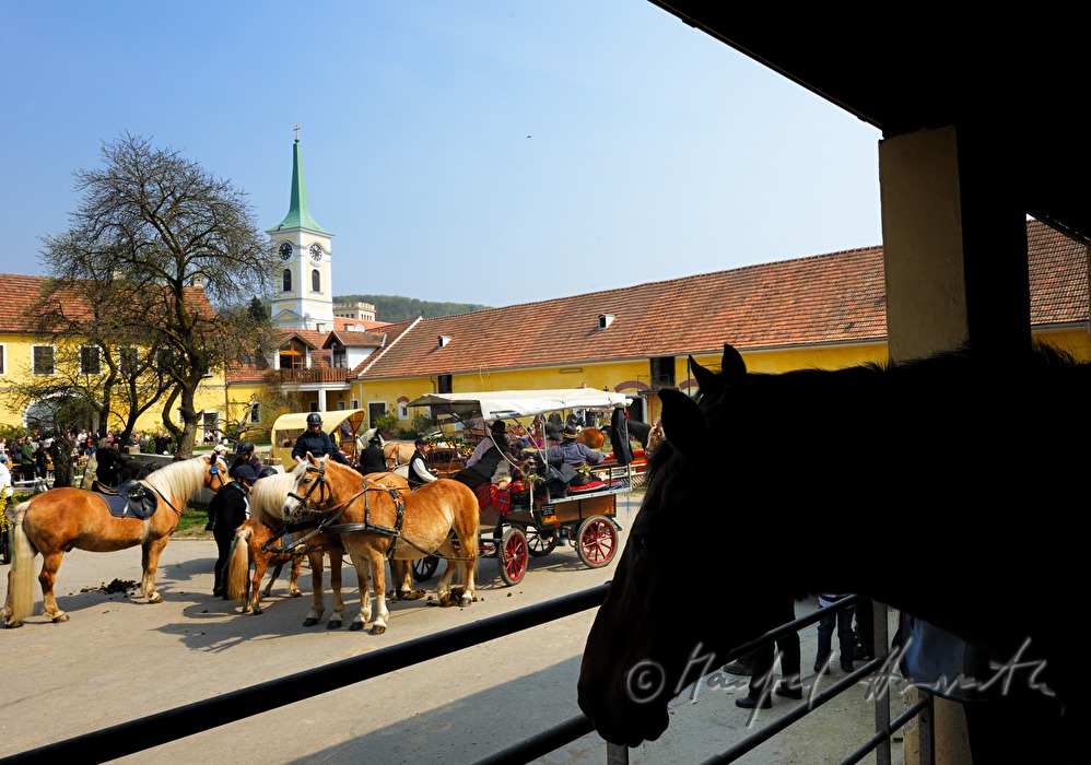 horse cab at the horse pilgrimage