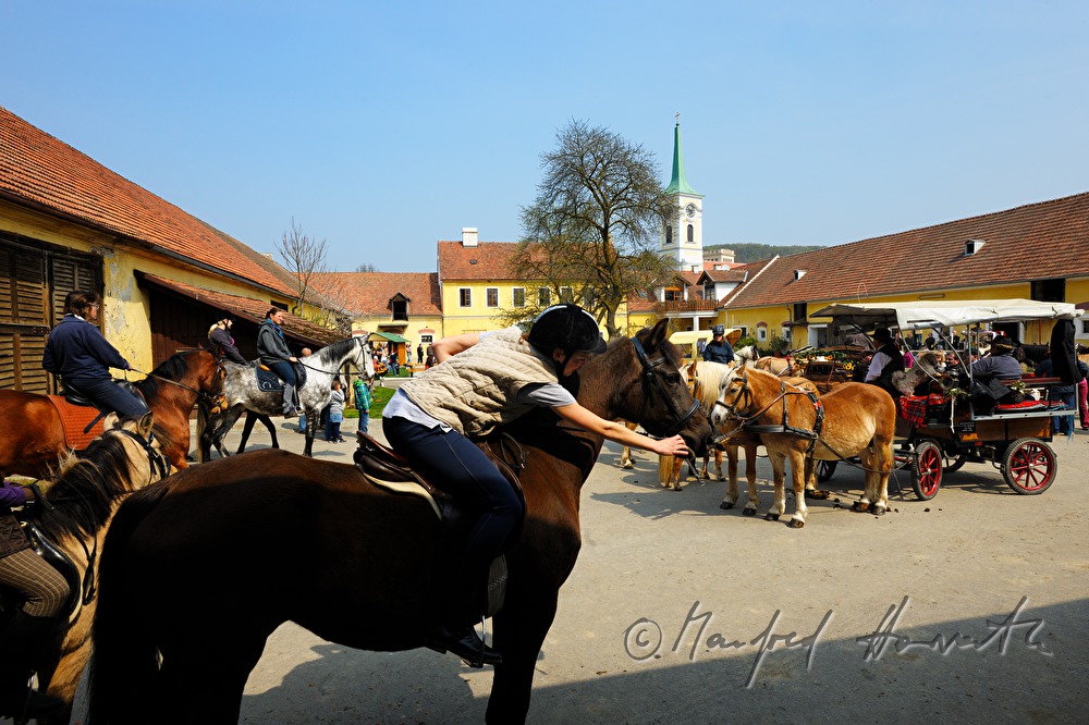 horse cab at the horse pilgrimage