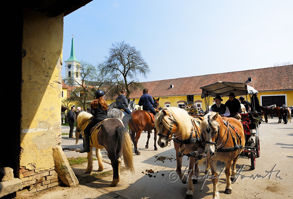 horse cab at the horse pilgrimage