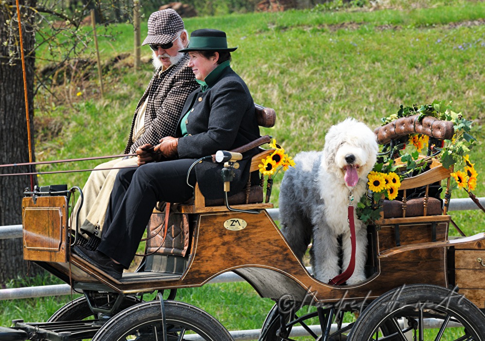 horse cab at the horse pilgrimage