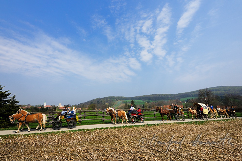 horse cabs at the horse pilgrimage