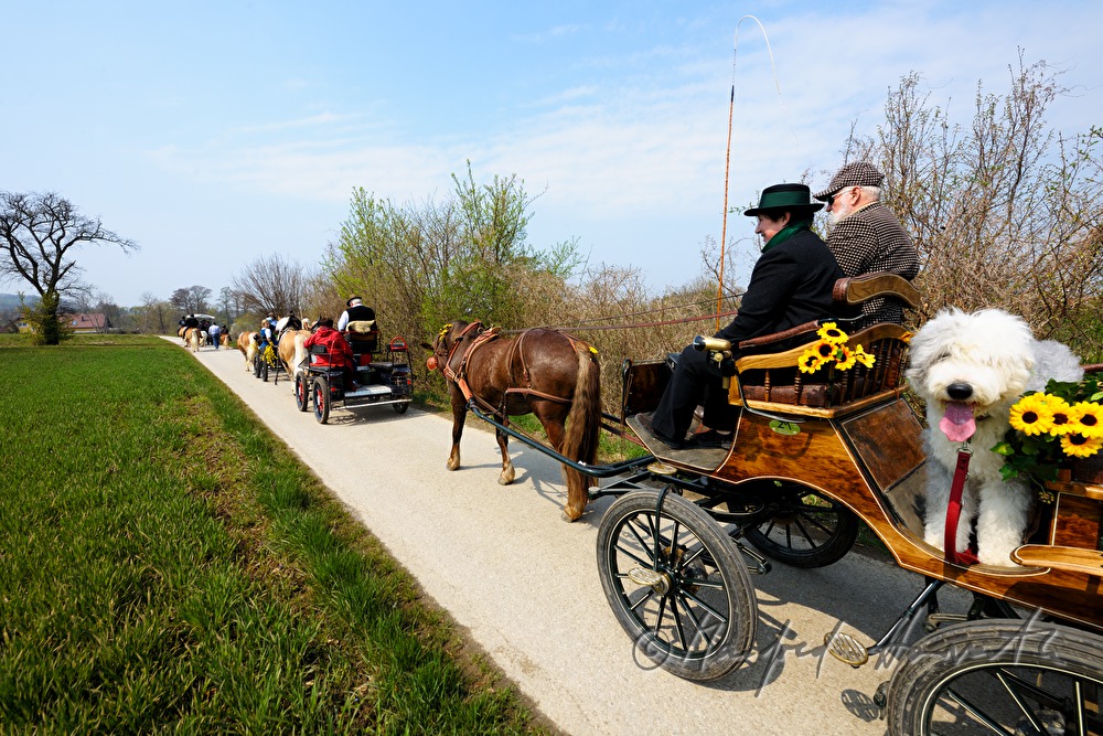 horse cab at the horse pilgrimage