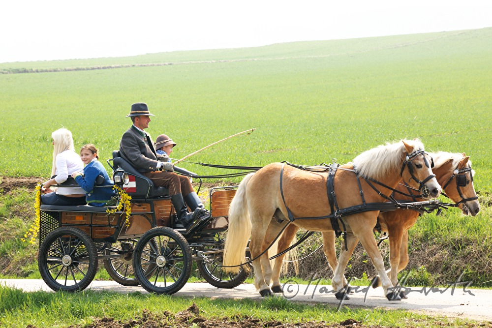 horse cab at the horse pilgrimage