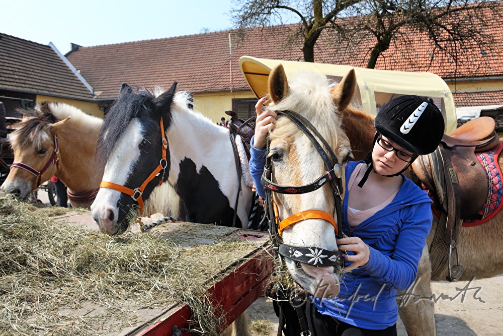 feeding the horses after the horse pilgrimage