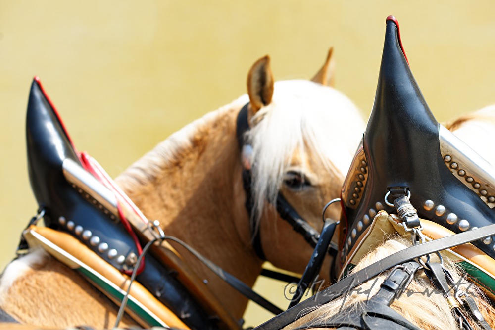 Haflinger horse with collar at the horse pilgrimage