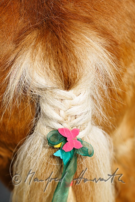 braided horse tail of a Haflinger horse for horse pilgrimage