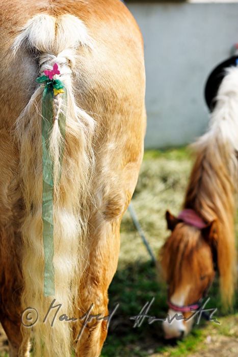 braided horse tail of a Haflinger horse for horse pilgrimage