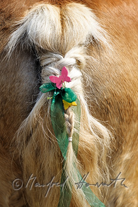 braided horse tail of a Haflinger horse for horse pilgrimage