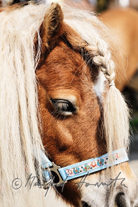 Haflinger horse with bridle during the horse pilgrimage