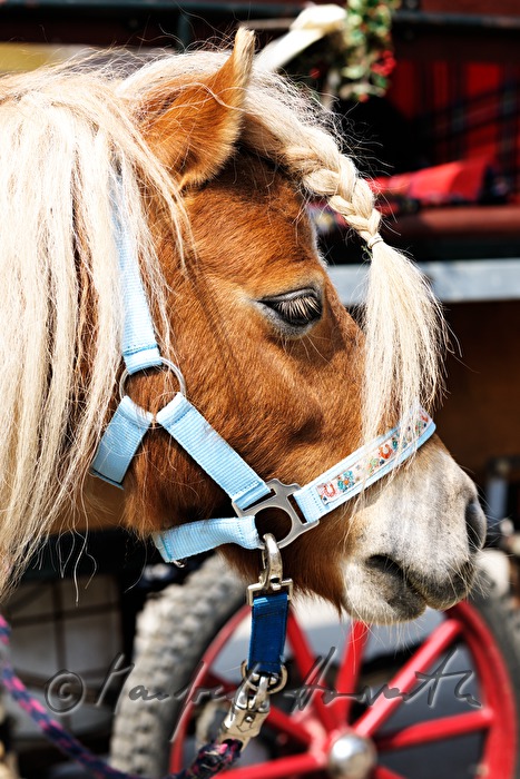 Haflinger horse with bridle during the horse pilgrimage