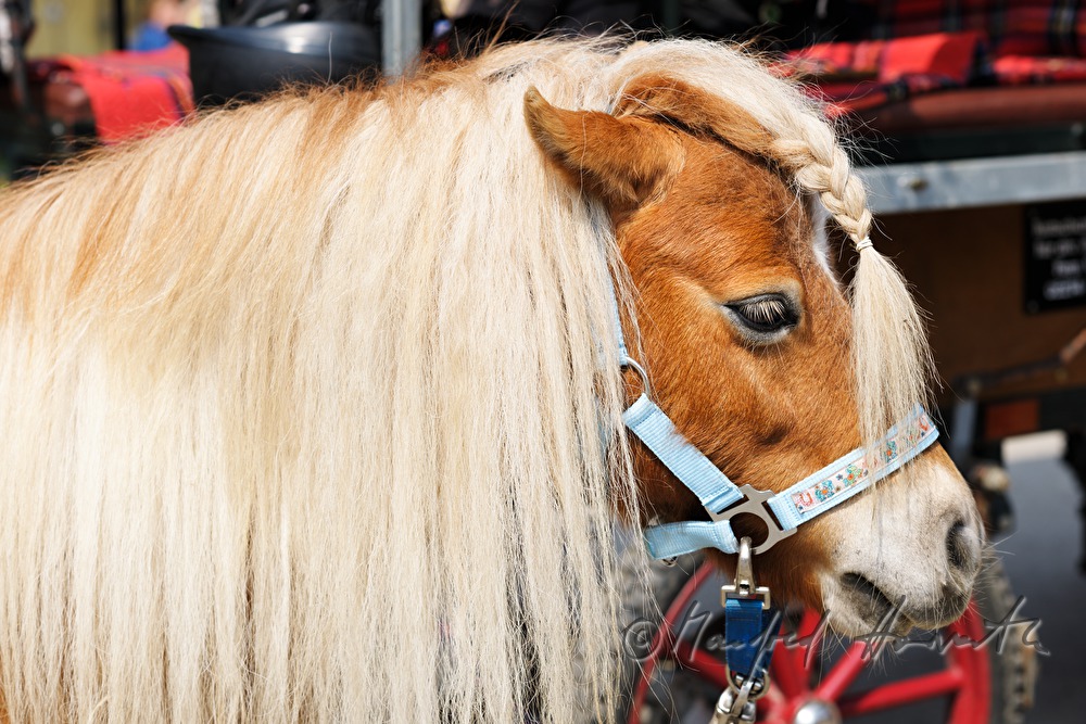 Haflinger horse with bridle during the horse pilgrimage