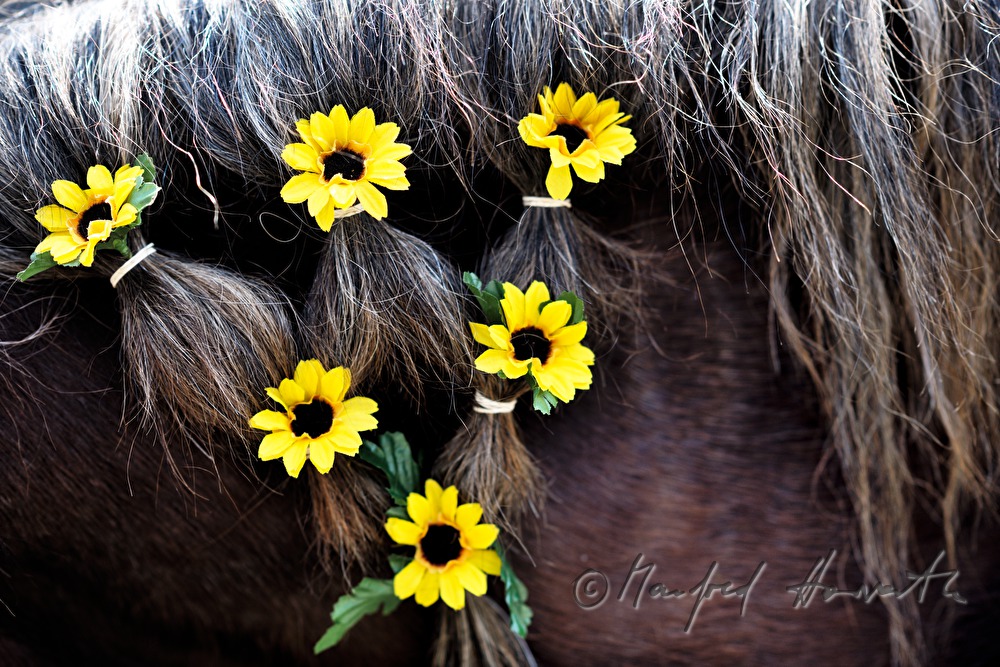 braided mane of a horse for horse pilgrimage