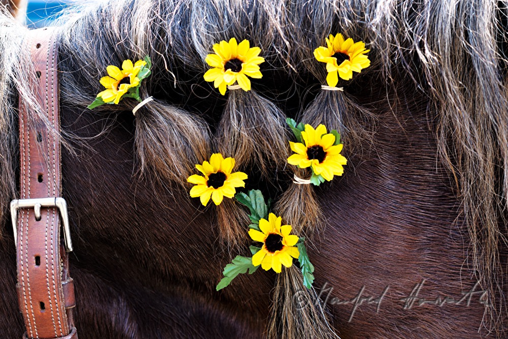 braided mane of a horse for horse pilgrimage