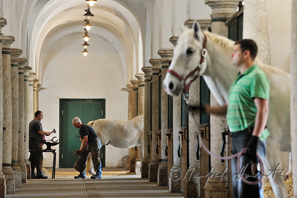 horseshoer at work in the horse stable