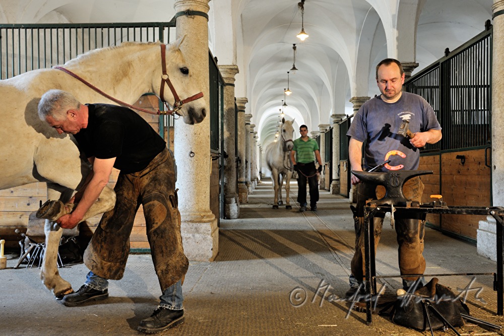 horseshoer at work in the horse stable