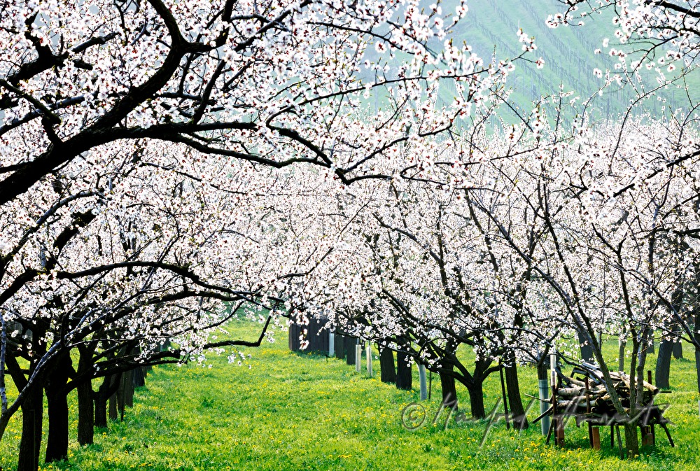 blooming apricot trees in the apricot orchard